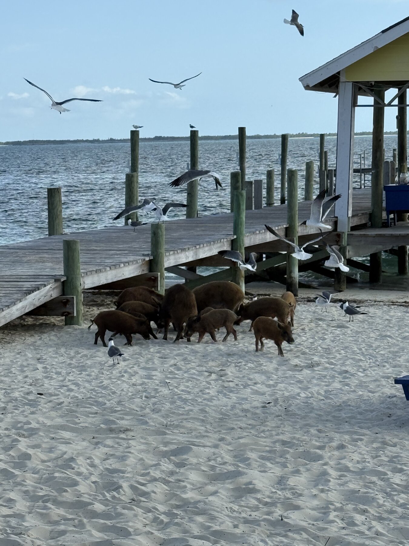 Pigs and gulls at the Treasure Cay dock